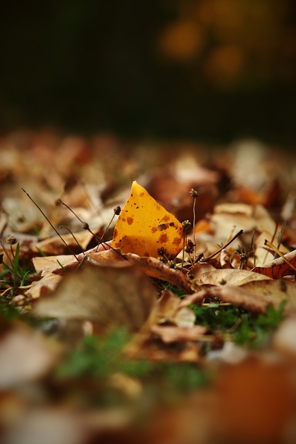 阿劳霍的到 阿劳霍的到